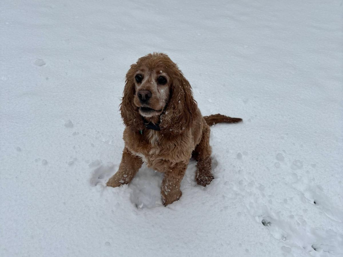 Why we adopted Bonzo: our journey to dog&nbsp;ownership